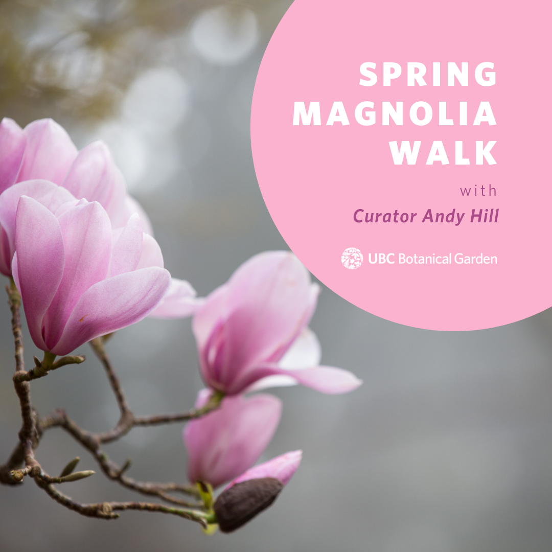 2025 Spring Magnolia Walk with Curator Andy Hill