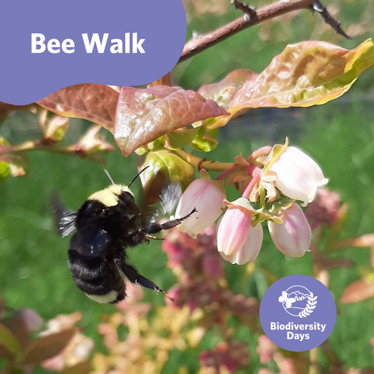 Bee Walk at UBC Botanical Garden